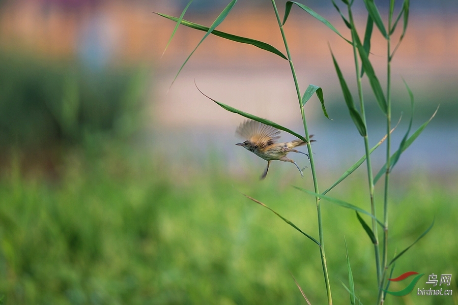 新人首发贴:一组常见鸟,请多斧正,多谢! - 河北版