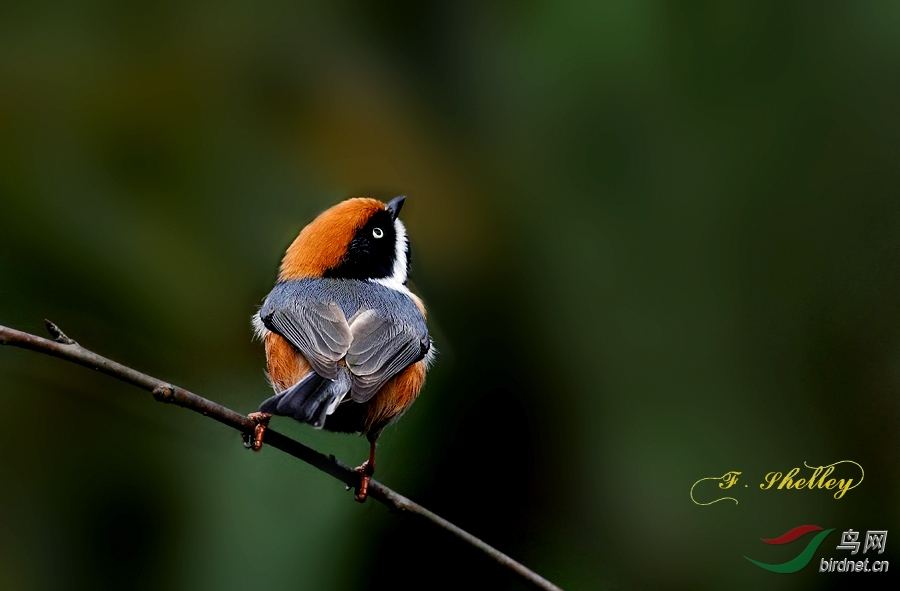 神气活现小红头 - 湖北版 Hubei 鸟网