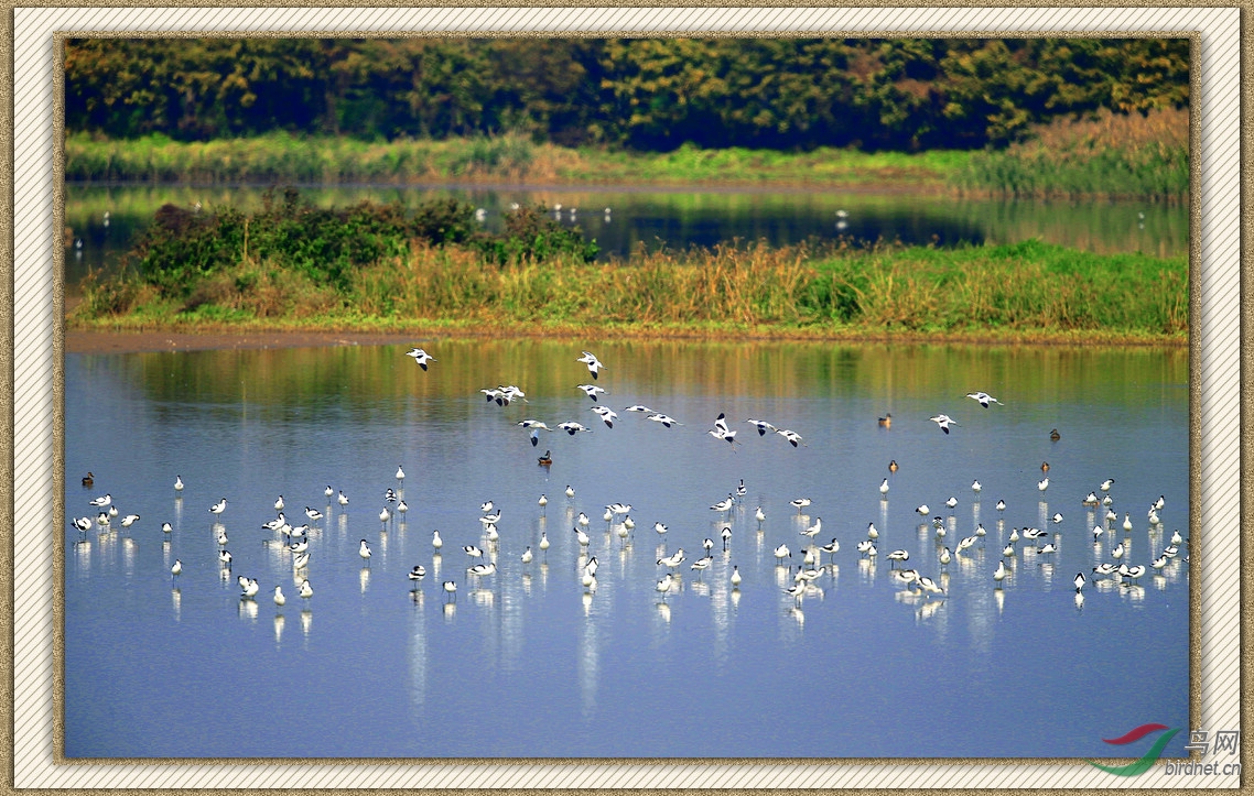 《南沙湿地公园》 - 广东版 Guangdong 鸟网