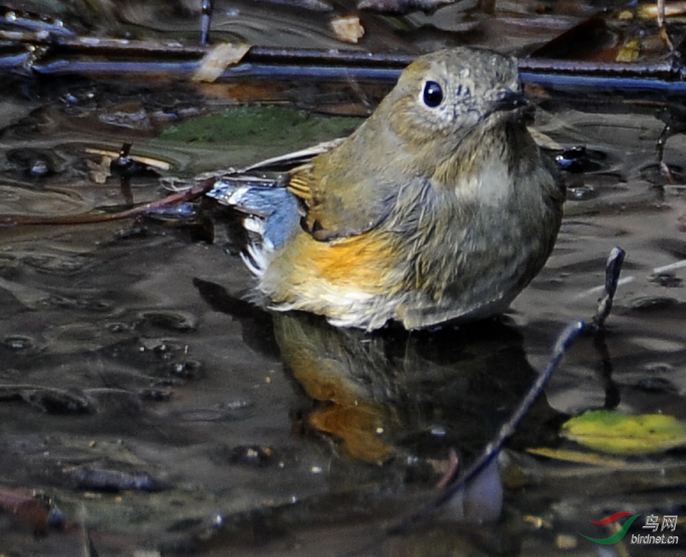 抓拍一组、白目眶仔在塘边洗澡 - 江苏版 Jiang