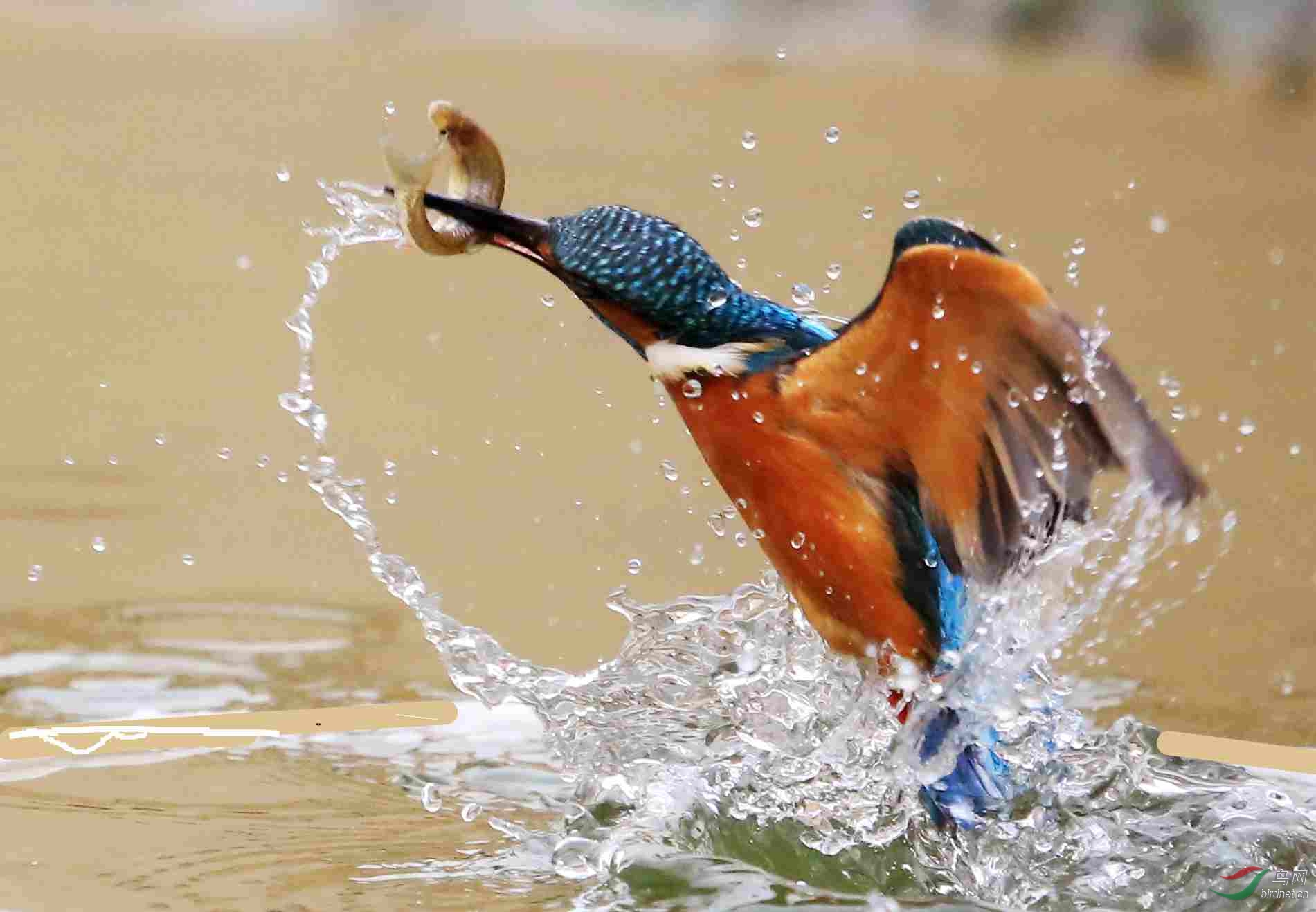 蛟龙出水