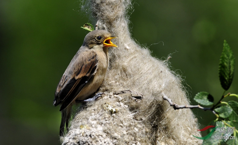 小年快乐! - 黑龙江版 Heilongjiang 鸟网