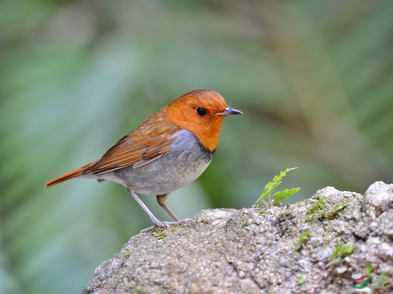 日本歌鸲 - 广东版 Guangdong 鸟网