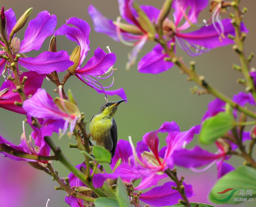 3--6_dsc4767紫色花蜜鸟---雌.jpg