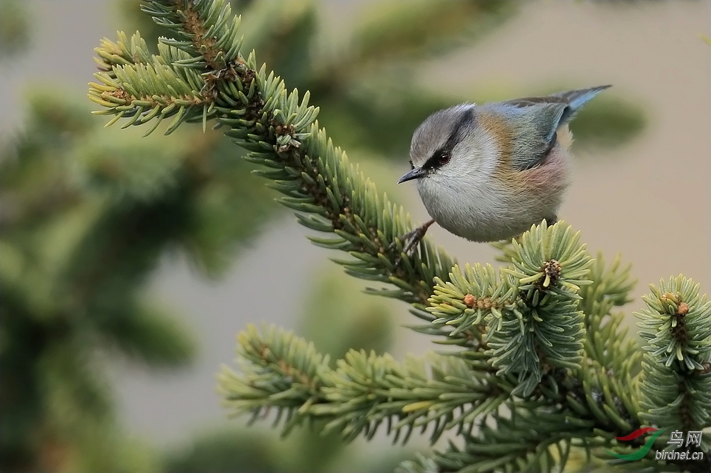 凤头雀莺给鸟友们拜年了······ - 四川版