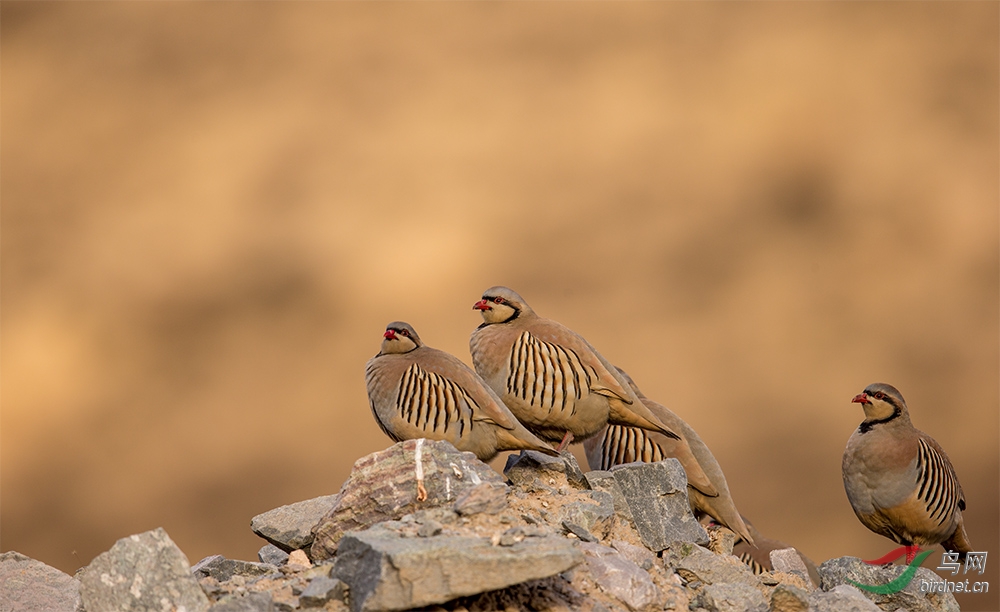 祝各位鸟友新年快乐!马年大吉!鸟运多多! - 湖北