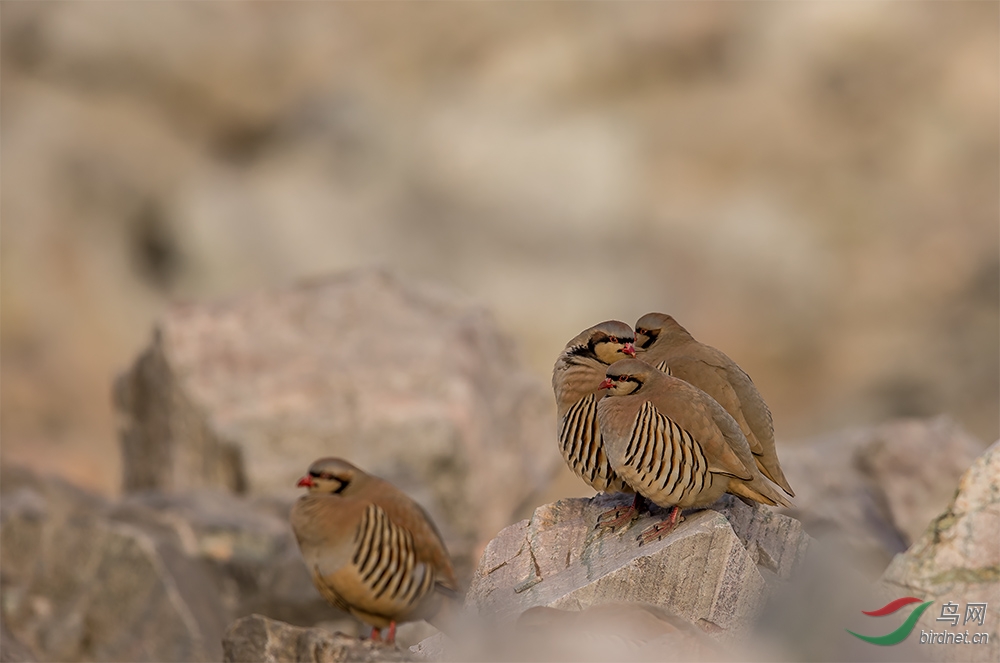祝各位鸟友新年快乐!马年大吉!鸟运多多! - 湖北