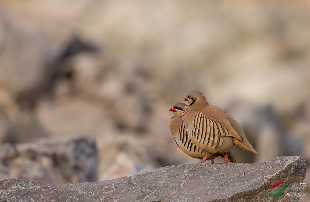 祝各位鸟友新年快乐!马年大吉!鸟运多多! - 湖北
