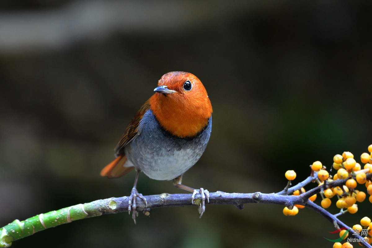 日本歌鸲 - 湖北版 Hubei 鸟网