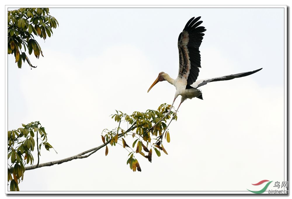 新加坡拍鸟(二)黄嘴白鹤 - 辽宁版 Liaoning 鸟网