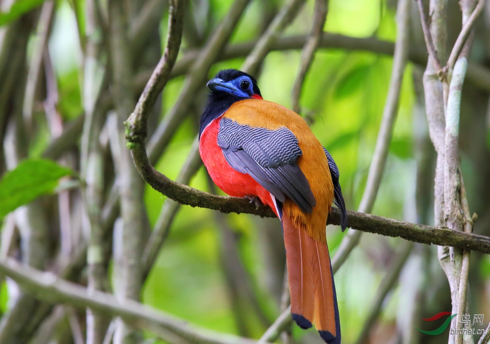 红枕<em>咬</em>鹃 - 四川版 Sichuan 鸟网