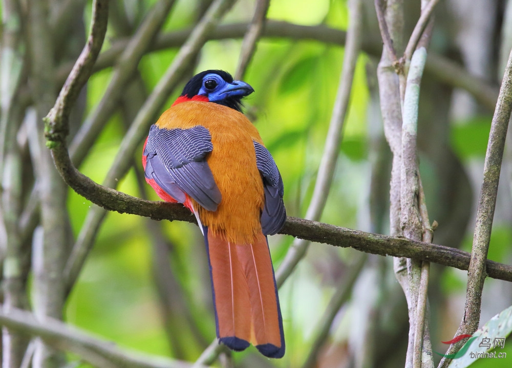 红枕<em>咬</em>鹃 - 四川版 Sichuan 鸟网