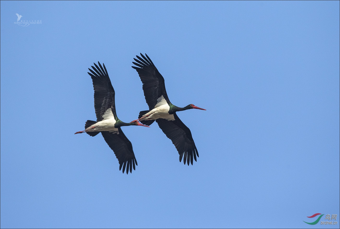 亲爱的你慢慢飞