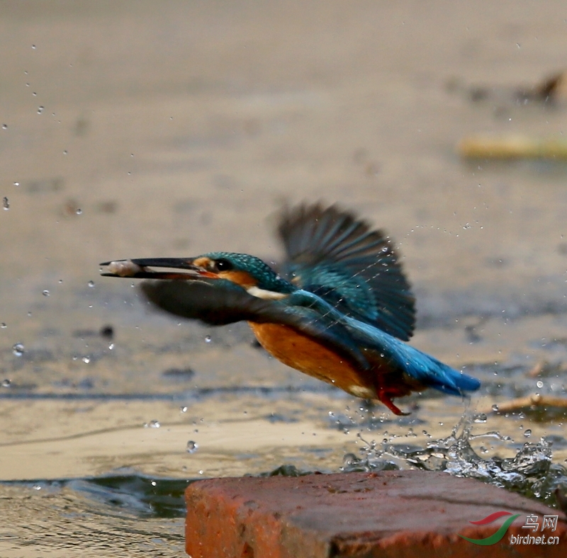 翠鸟野外捕鱼一次性动作