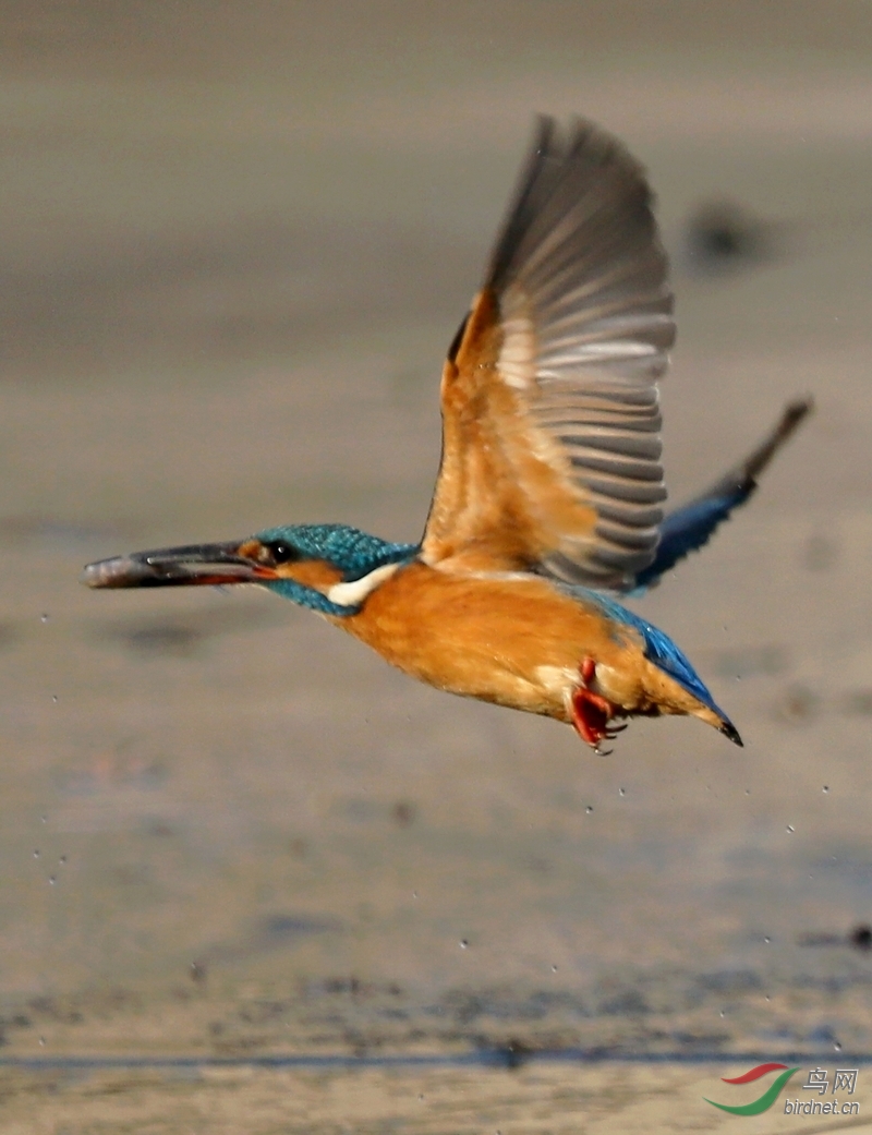 翠鸟野外捕鱼一次性动作