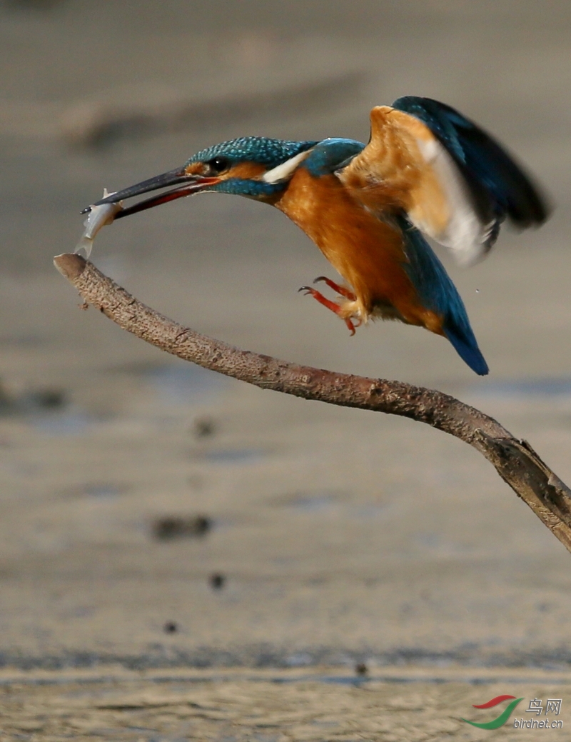 翠鸟野外捕鱼一次性动作