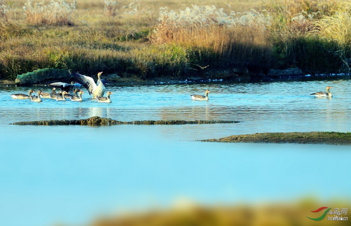 北雁南飞 - 湖北版 Hubei 鸟网