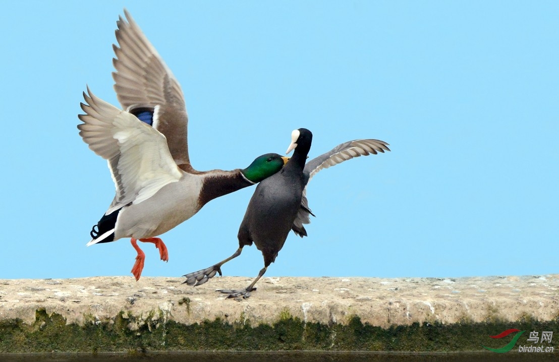 【把绿头鸭惹毛了】---紫光耀华 - 四川版 Sichu