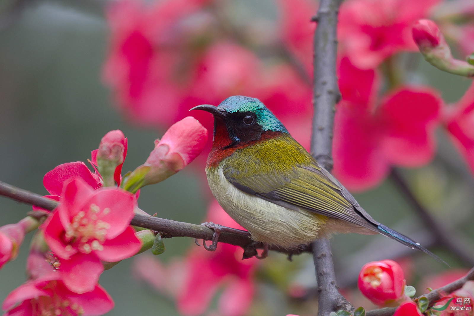 二月里来--叉尾太阳鸟 - 四川版 Sichuan 鸟网