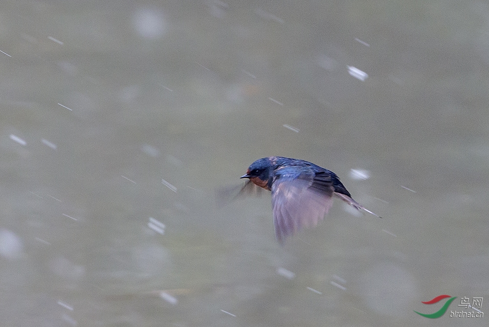 雪中飞燕