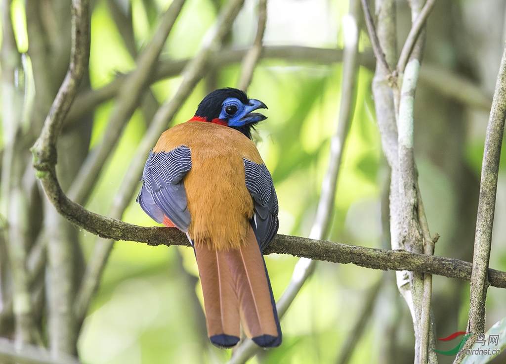 红枕<em>咬</em>鹃 - 四川版 Sichuan 鸟网