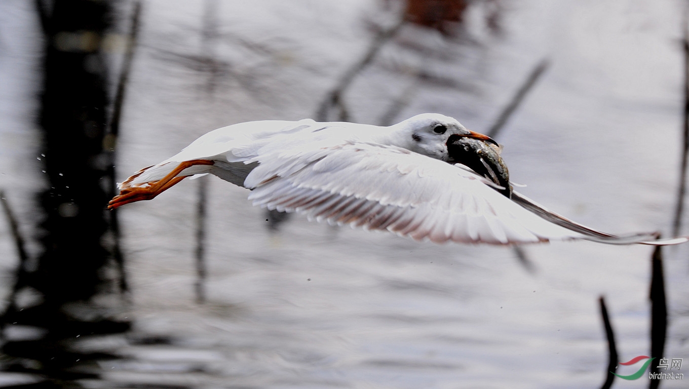 海鸥大口的吃鱼大嘴的吃虾 - 上海版 Shanghai