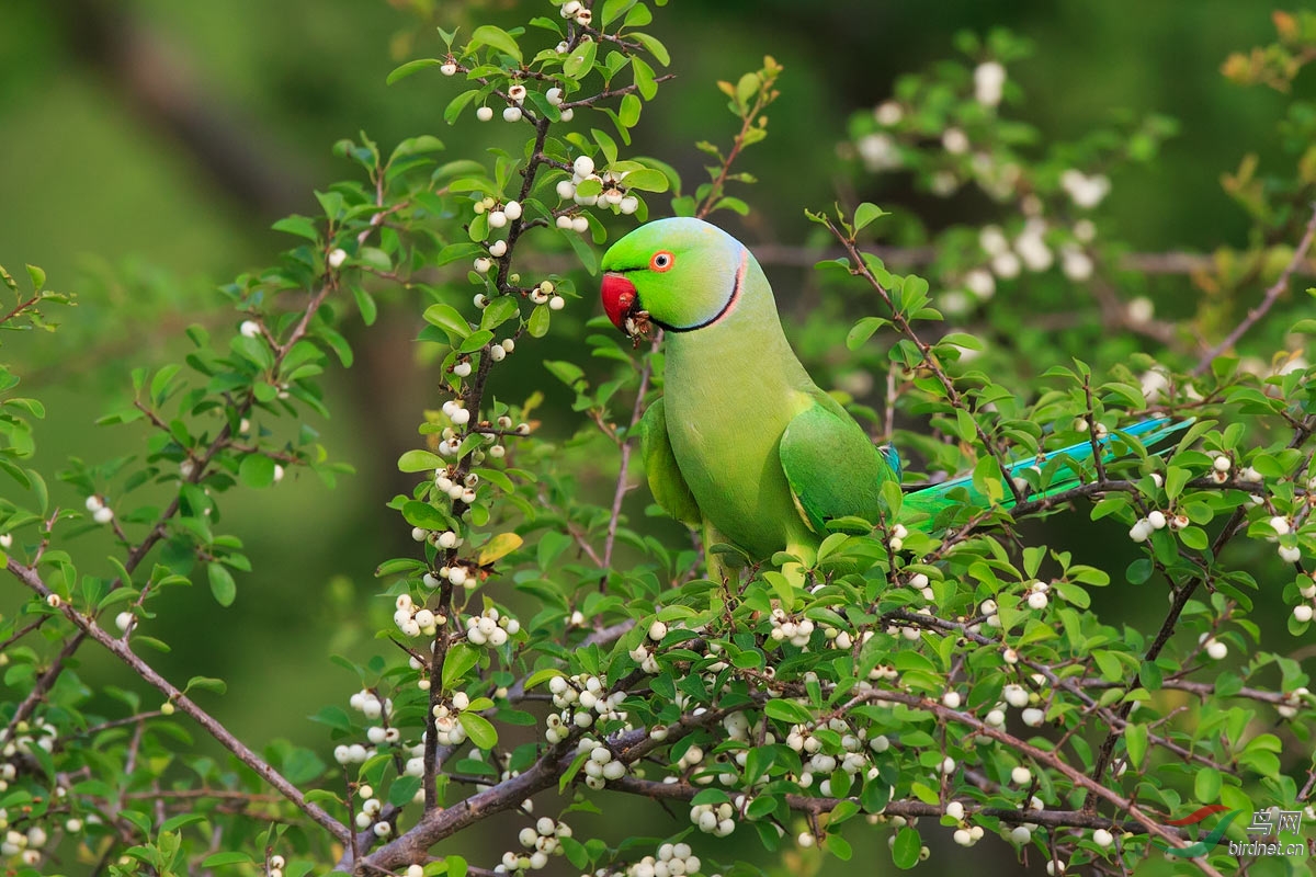 红领绿鹦鹉 rose-ringed parakeet