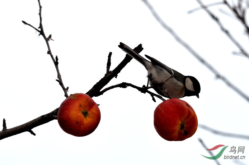  我家门前有两棵树 。 - 新疆版 Xinjiang 鸟网