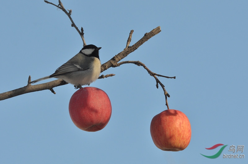  我家门前有两棵树 。 - 新疆版 Xinjiang 鸟网