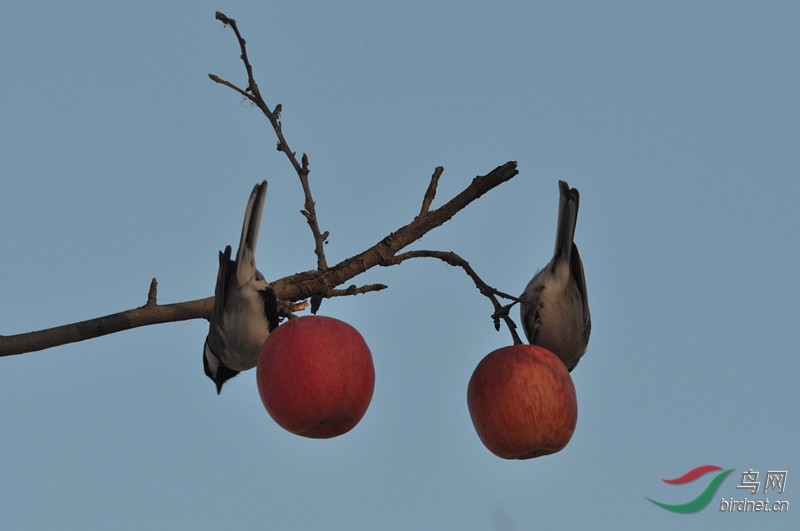  我家门前有两棵树 。 - 新疆版 Xinjiang 鸟网