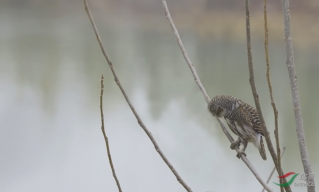 捕鼠记 - 湖北版 Hubei 鸟网