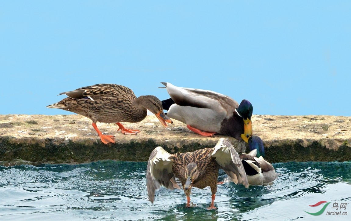 【绿头鸭打斗片】--紫光耀华 - 四川版 Sichuan