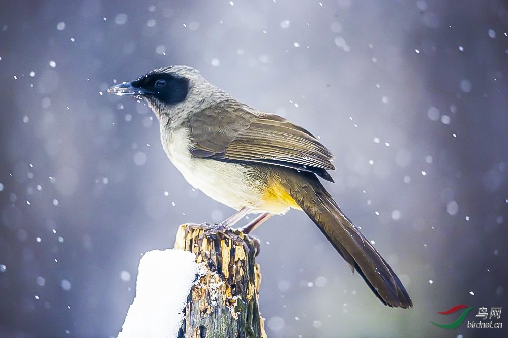 黑脸噪鹛 - 重庆版 Chongqing 鸟网