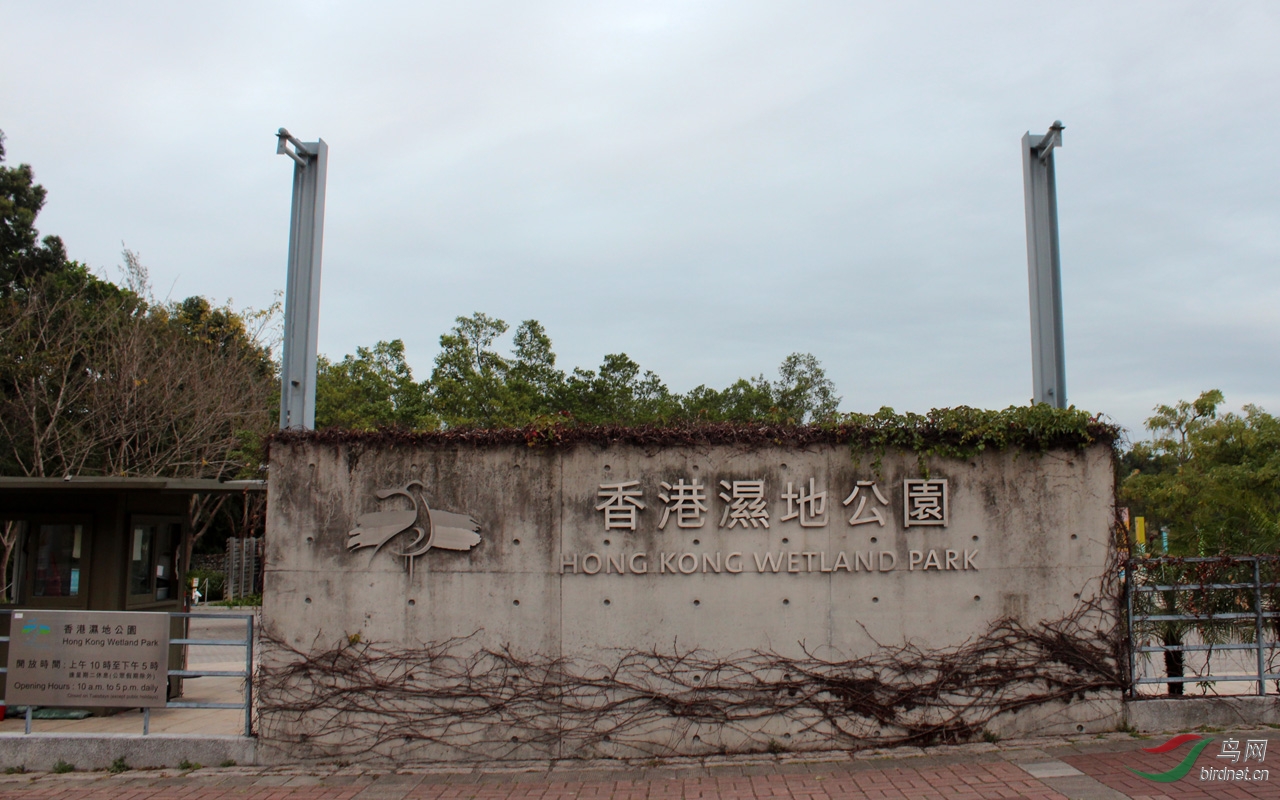 香港湿地拍黑脸琵鹭等