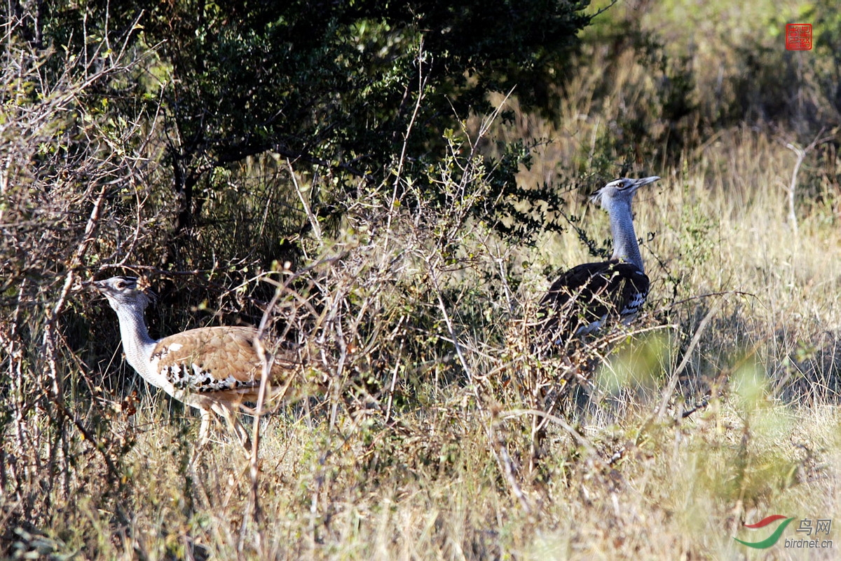 南非的鸟儿与野生动物(续)