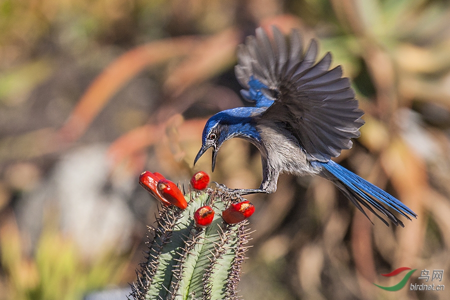 灌丛鸦! ! ! !scrub jay !
