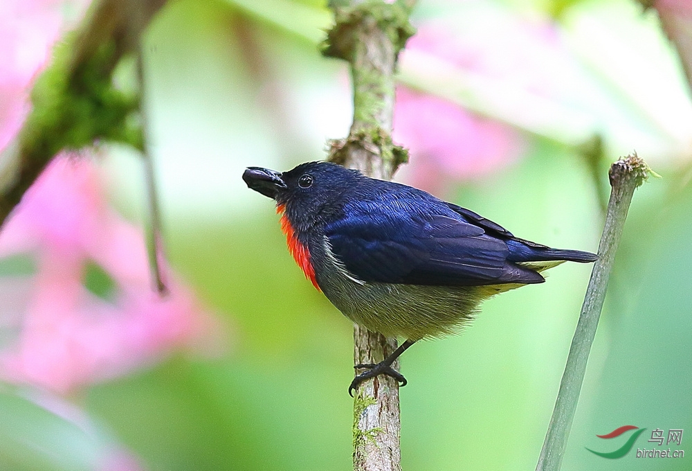 一饭三遗矢 - 四川版 Sichuan 鸟网