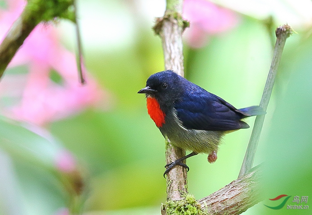 一饭三遗矢 - 四川版 Sichuan 鸟网
