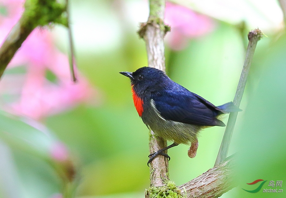 一饭三遗矢 - 四川版 Sichuan 鸟网