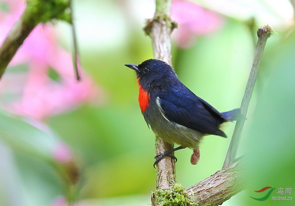一饭三遗矢 - 四川版 Sichuan 鸟网