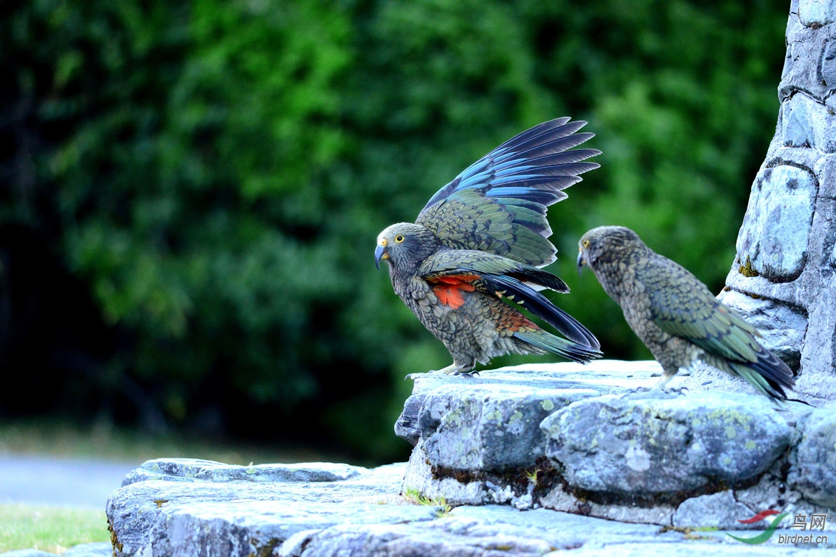 【新西兰啄羊鹦鹉】 - 辽宁版 Liaoning 鸟网