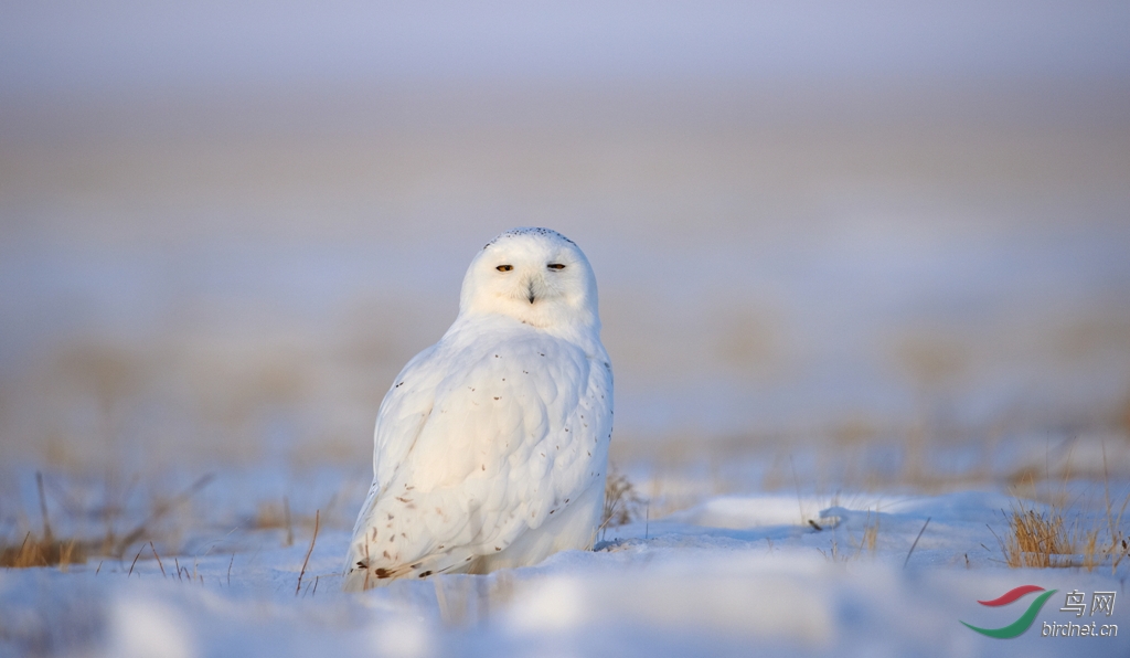 雪鸮一组 - 黑龙江版 Heilongjiang 鸟网