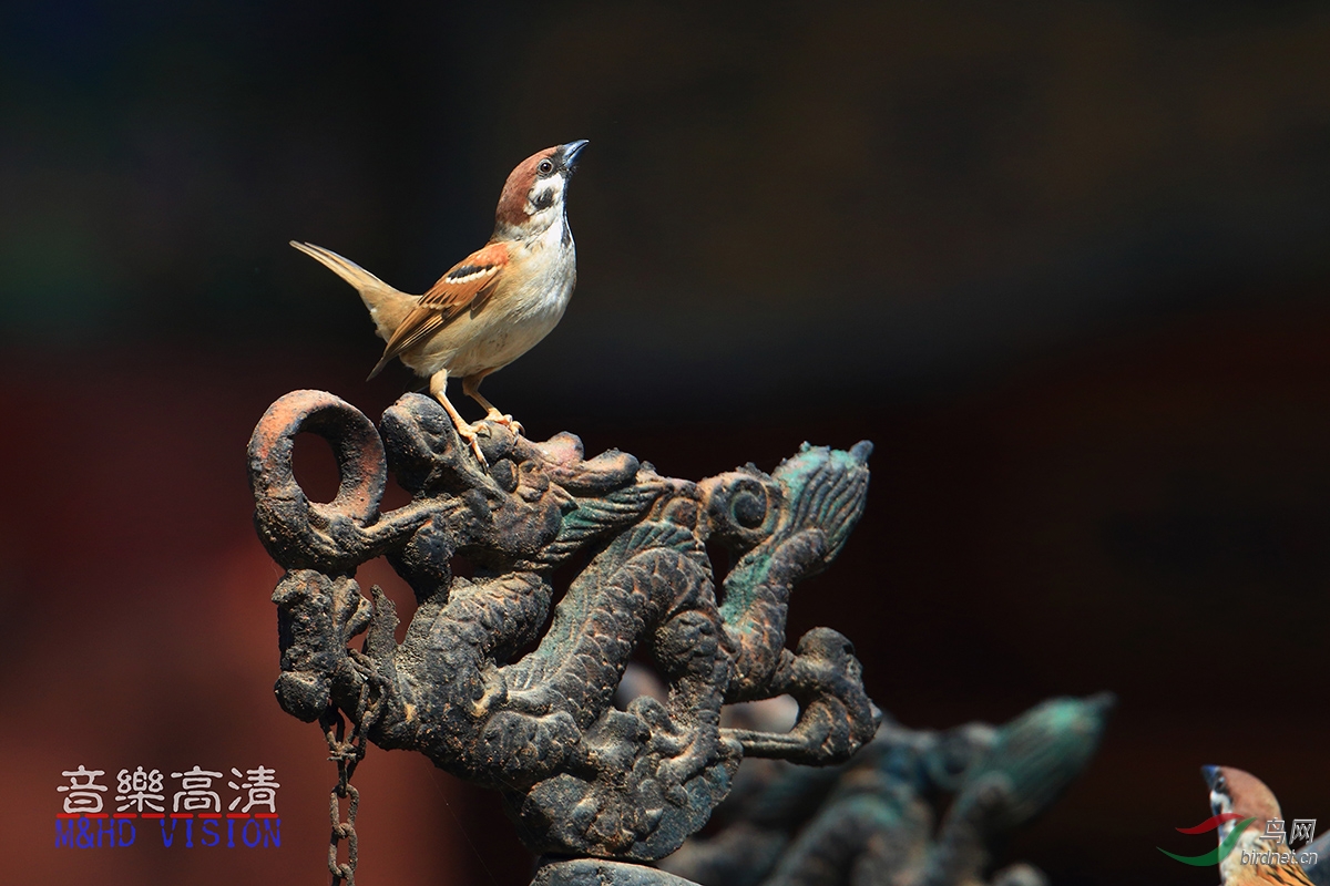 驿动的心:小麻雀的春天 - 山东版 Shandong 鸟网