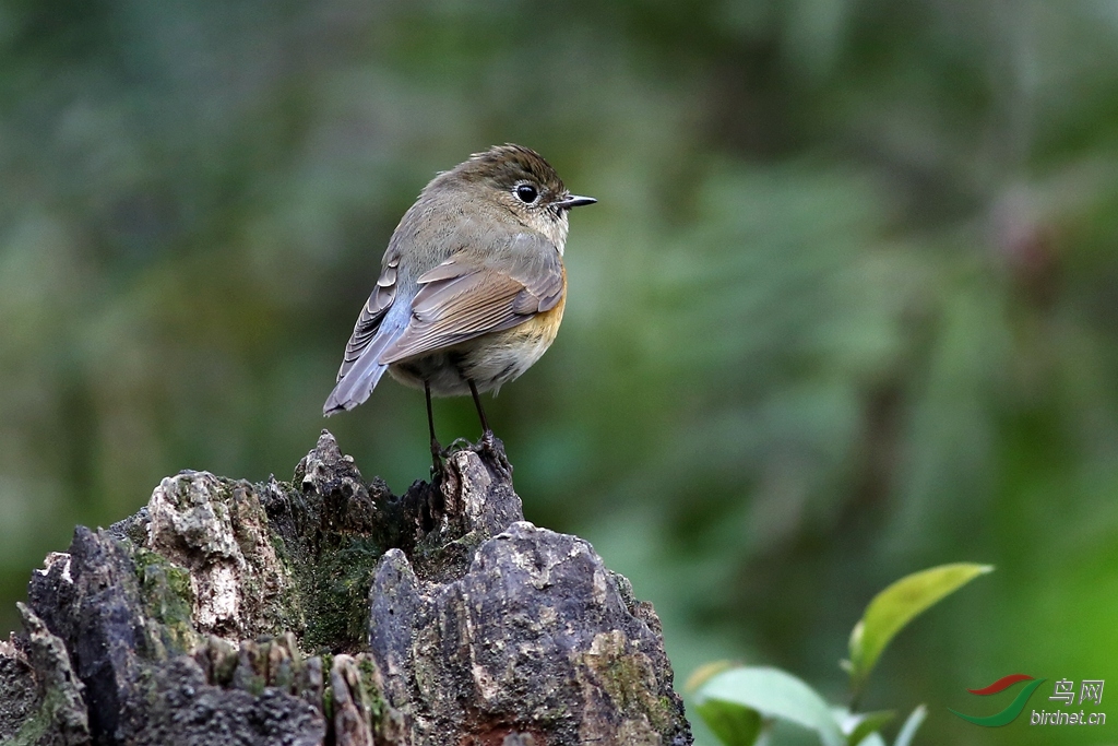 红胁蓝尾鸲<em>妹子</em> - <em>四川版</em> Sichuan 鸟网
