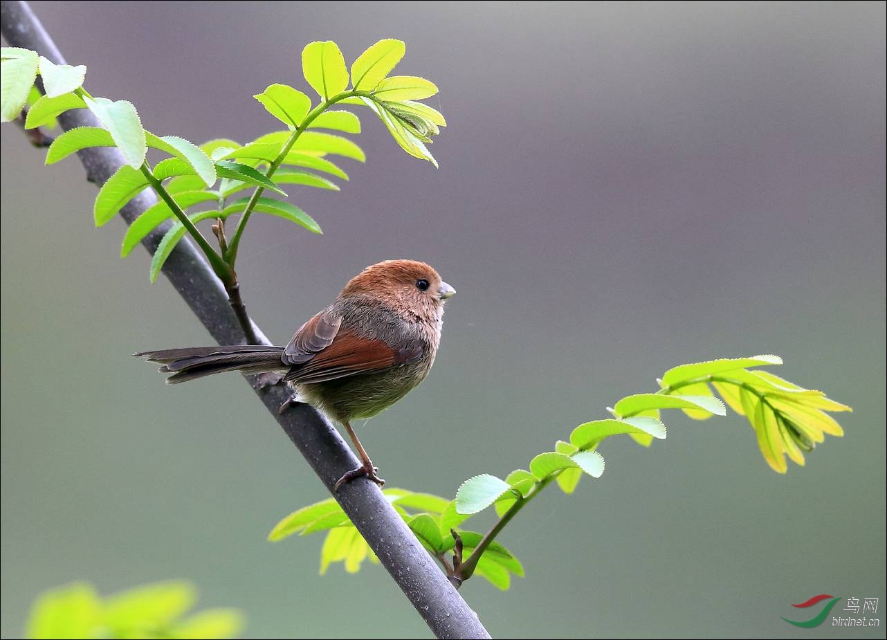 春天里的小鸟