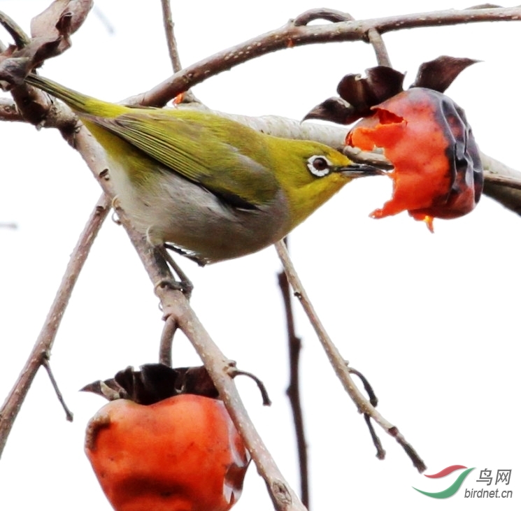 这野柿子果又酸又涩的,看着你吃我的牙都软了