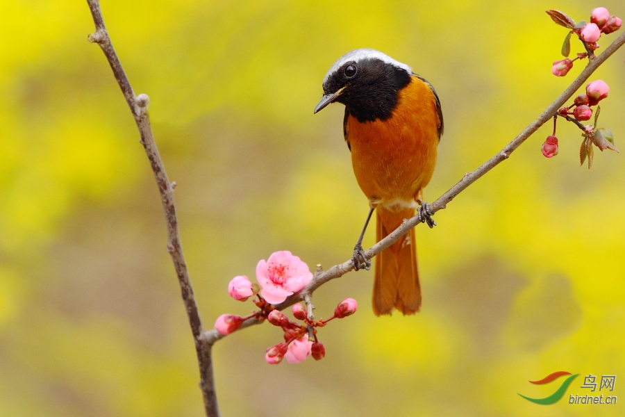 这组片子有点黄--北红尾鸲 - 北京版 Beijing 鸟网