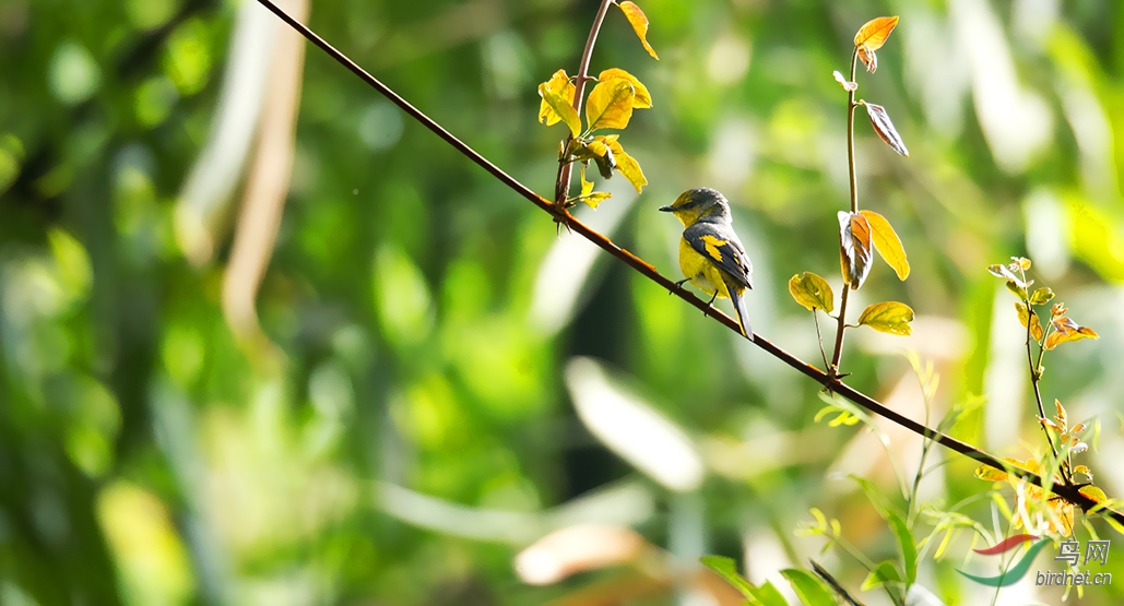 莫里热带雨林景区 - 江西版 Jiangxi 鸟网