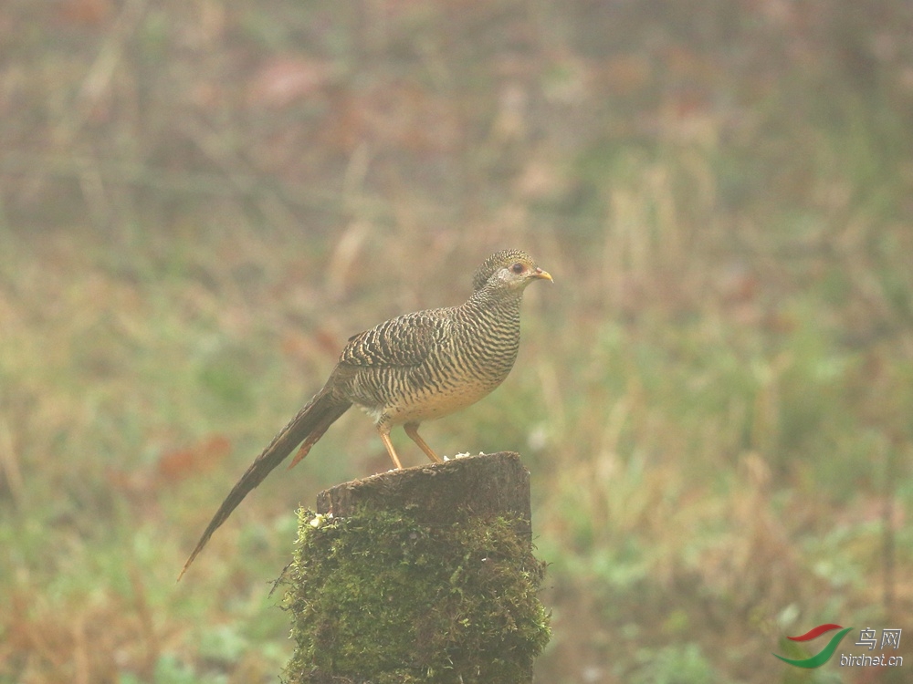 梅宴生家里的鸡和鼠
