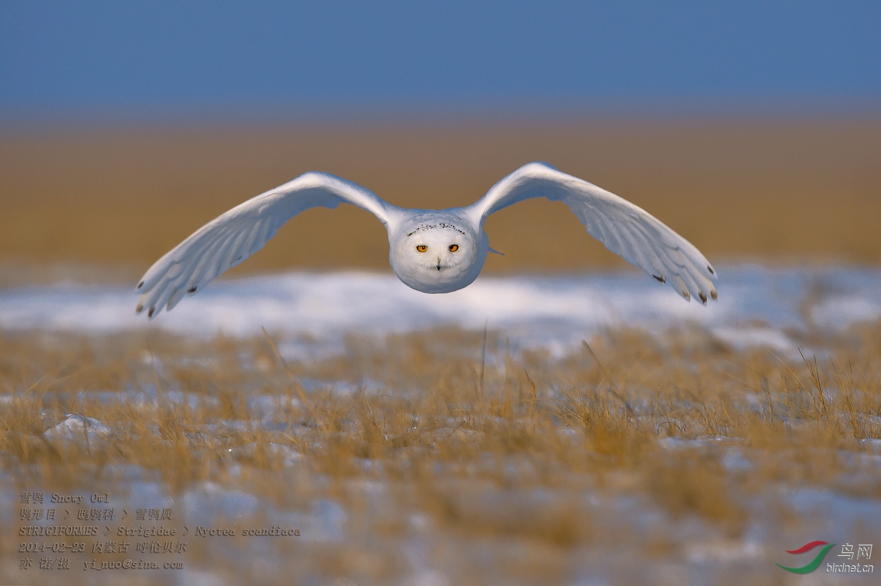 (雪鸮)雪鸮--最讨人喜欢的猫头鹰